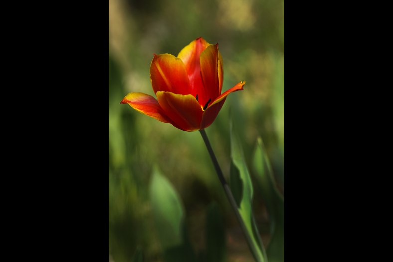 Spring Beauty